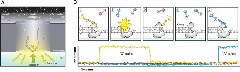 PacBio Sequencing Anthony Rhoads (et al, 2015)

