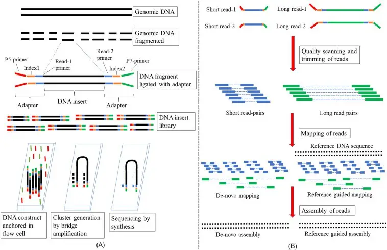 High-throughput DNA sequencing.
(A) Wet lab steps and (B) dry lab steps. 