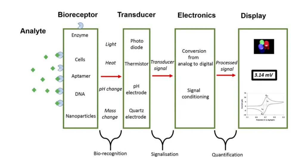 Schematic representation of a biosensor