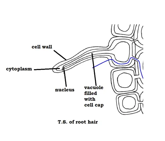 Structure of root hair