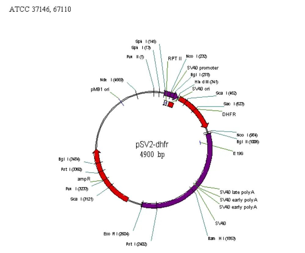 Map of some commonly used vectors in mammalian cell