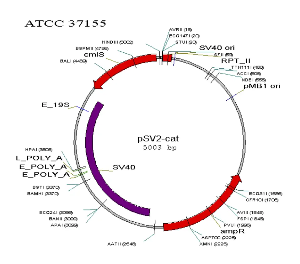 Map of some commonly used vectors in mammalian cell