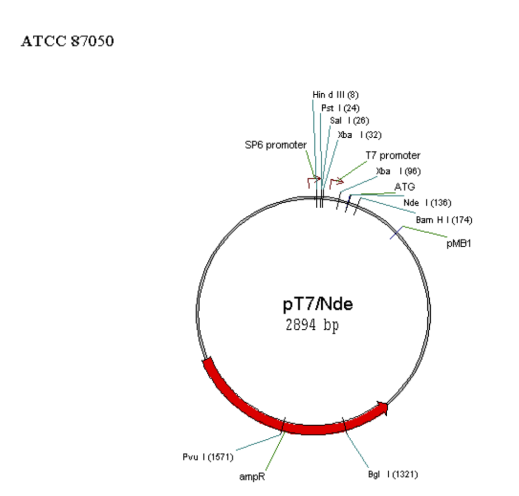 Map of some commonly used vectors in mammalian cell