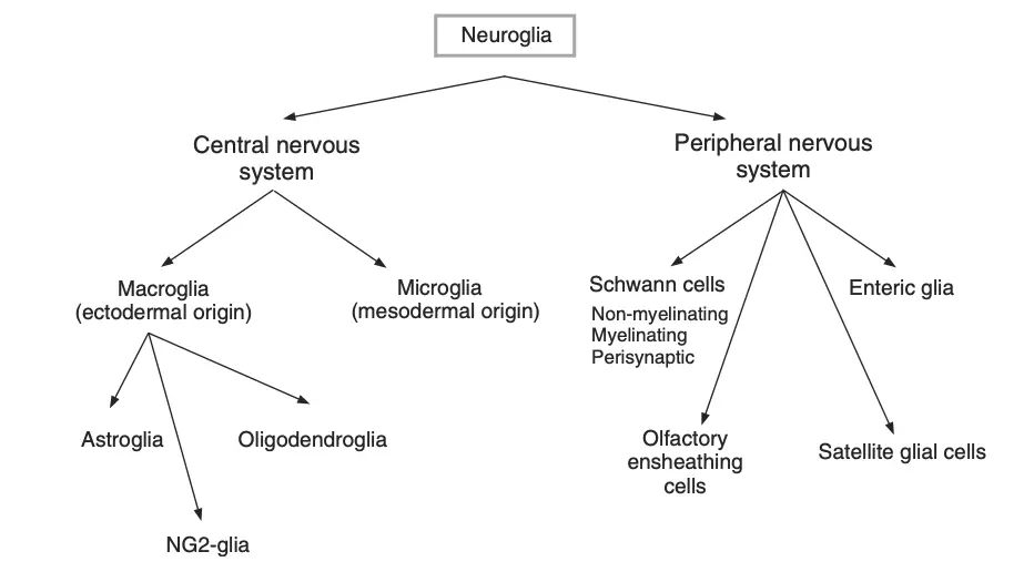 Classification of Neuroglia