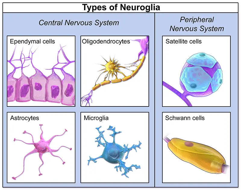 Major types of glial cells in the nervous system.