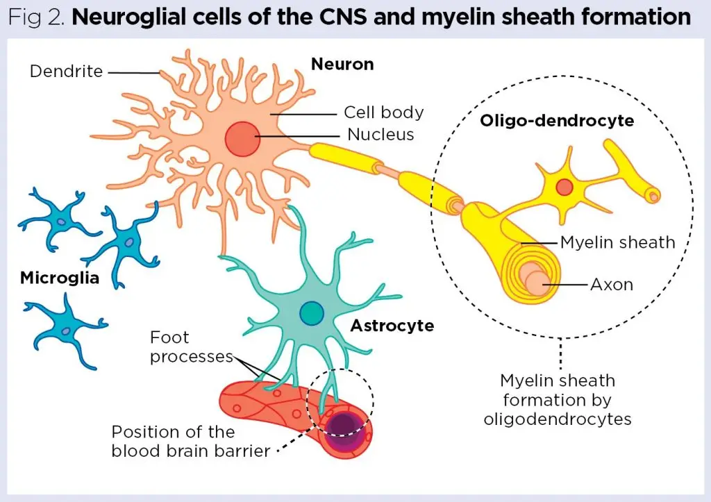 Neuroglia - Definition, Classification, Development, Functions ...