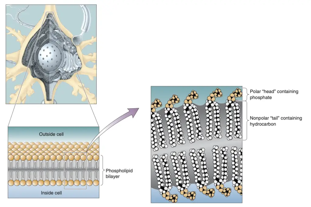 The phospholipid bilayer.