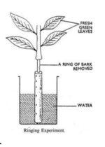 Transpiration - Types, Mechanism, Factors, Significance - Biology Notes ...