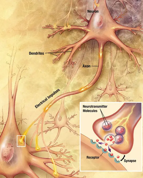 Synaptic connections from an axon