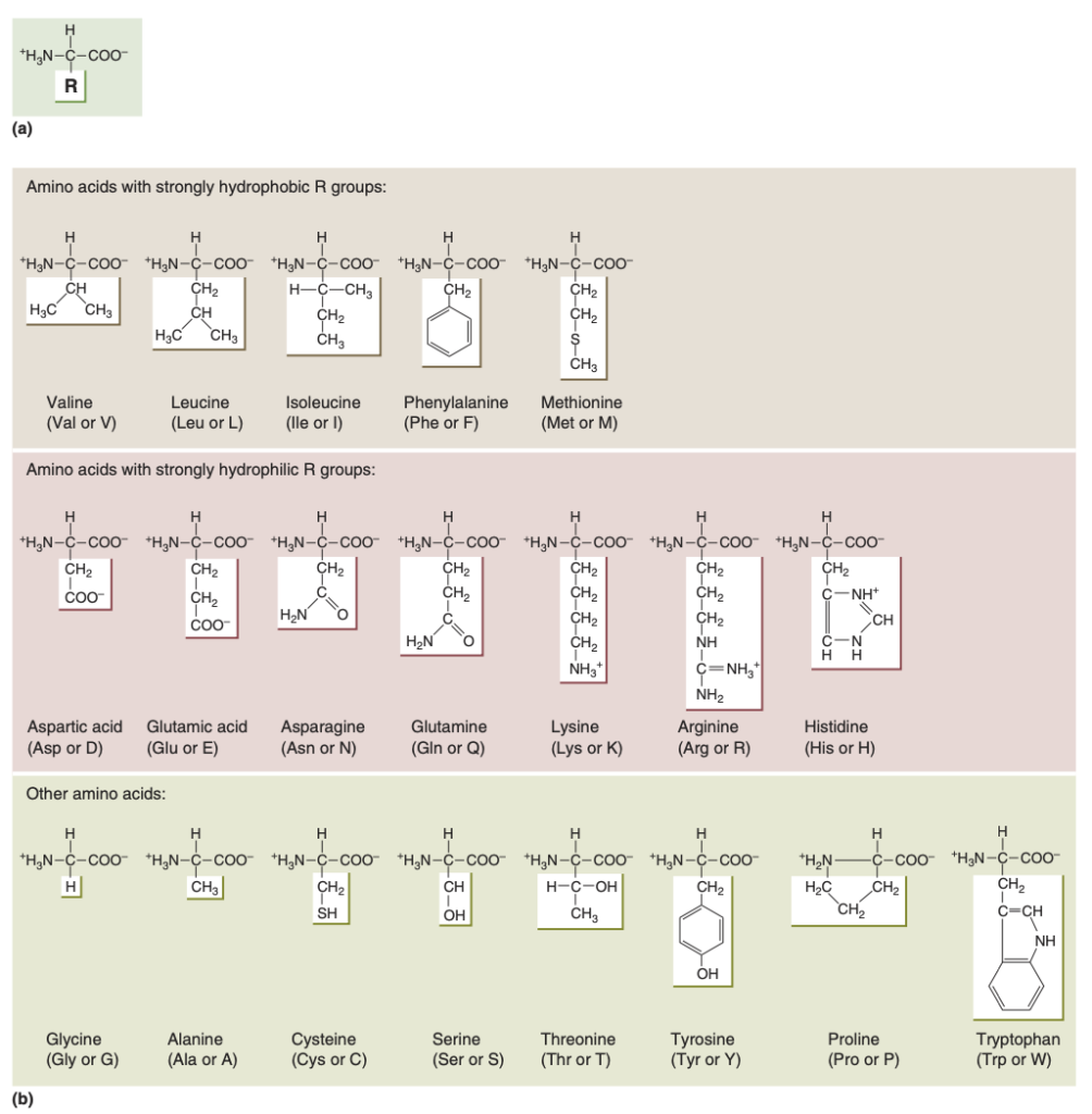 Amino acids, the building blocks of protein.