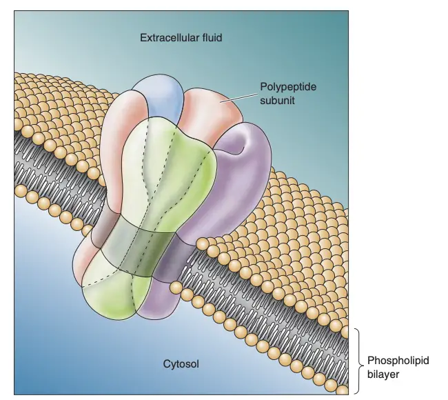 A membrane ion channel.