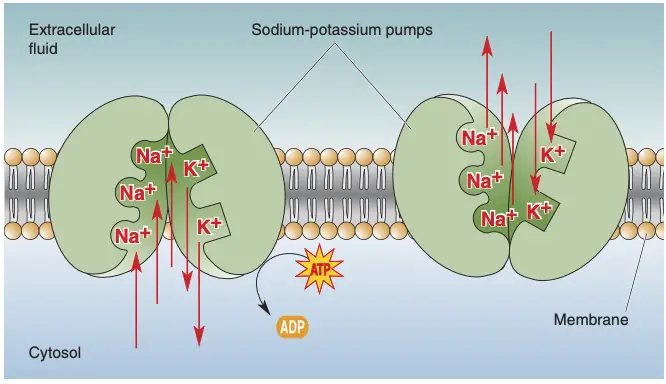 The sodium-potassium pump