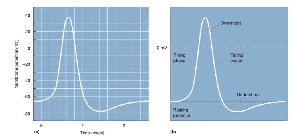 An action potential. (a) An action potential displayed by an oscilloscope. (b) The parts of an action potential.