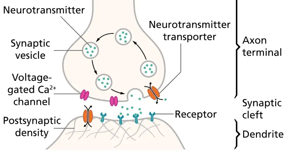 Types of Neurotransmitters