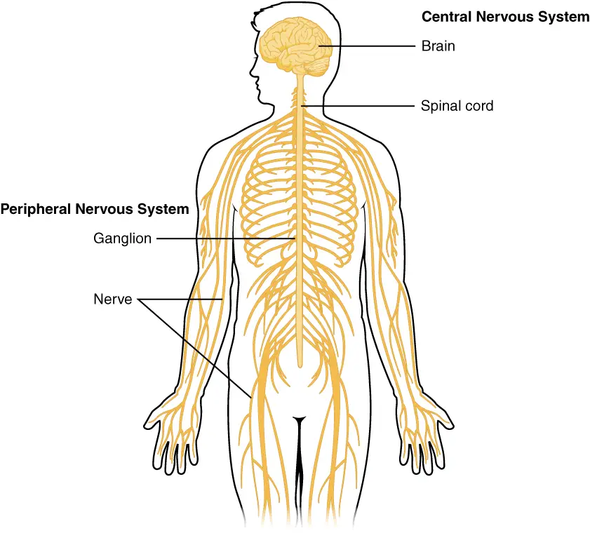 Central and Peripheral Nervous System 