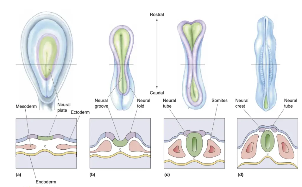 Formation of the neural tube and neural crest.