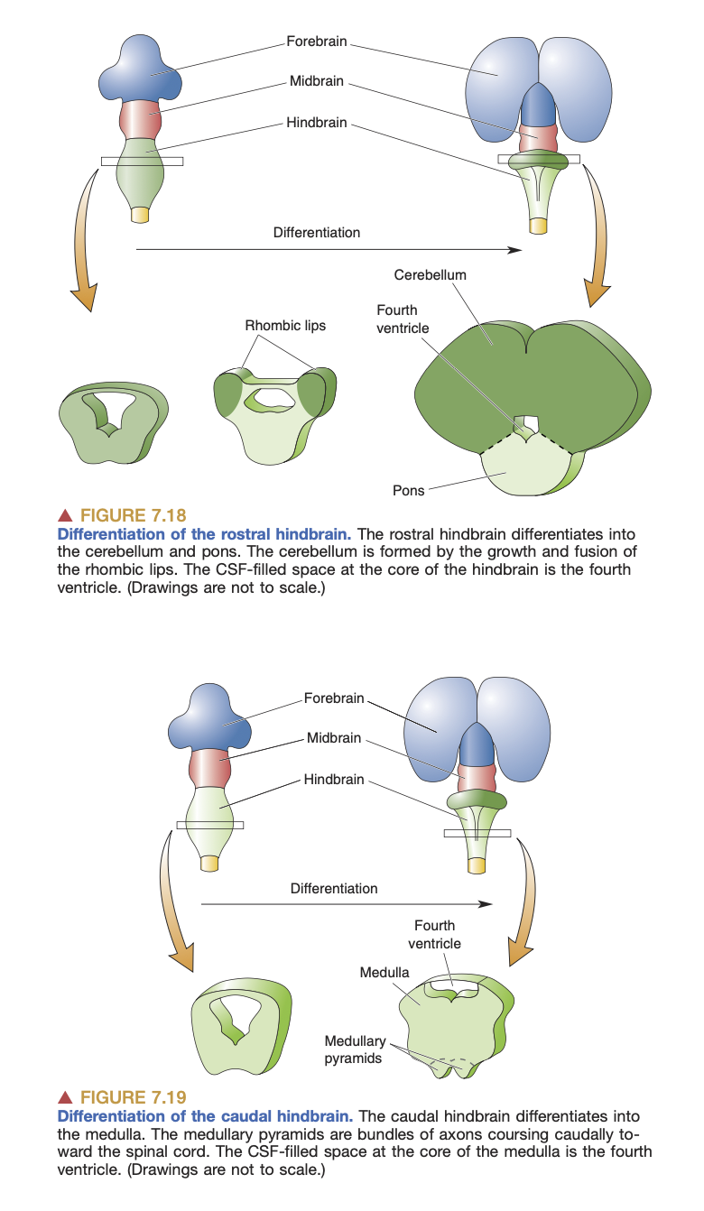 The Structure of the Nervous System - Gross Organization, Development ...