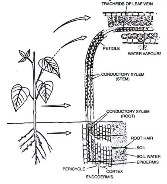 Development of Tension or Transpiration Pull