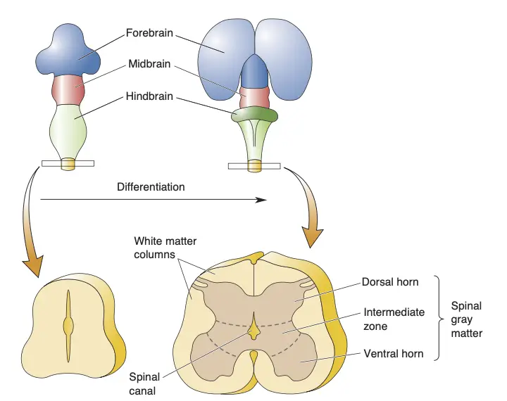 Differentiation of the spinal cord. 