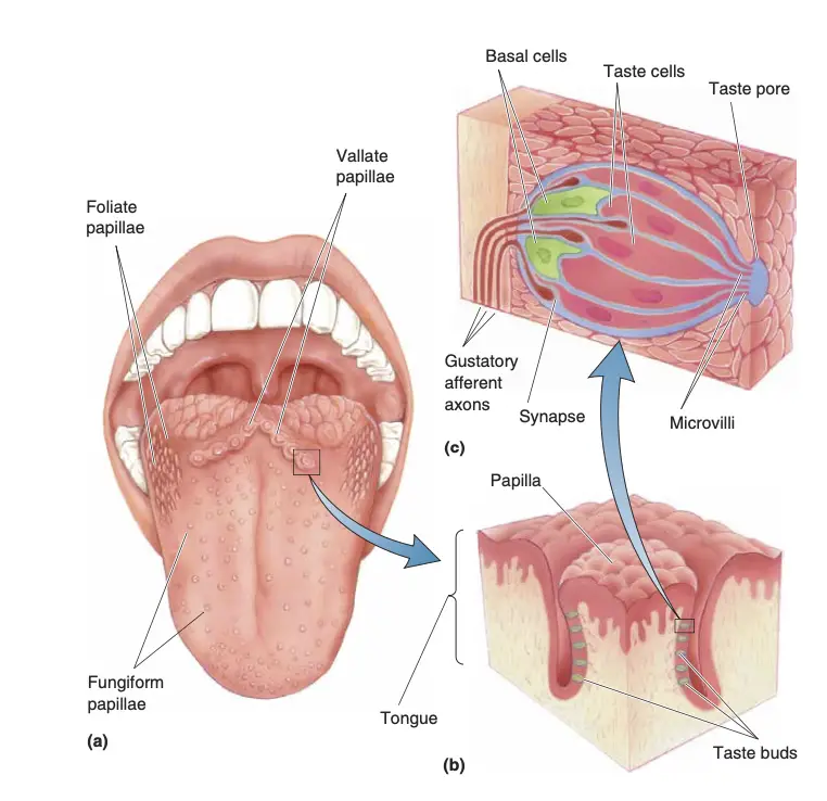 The Organs of Taste