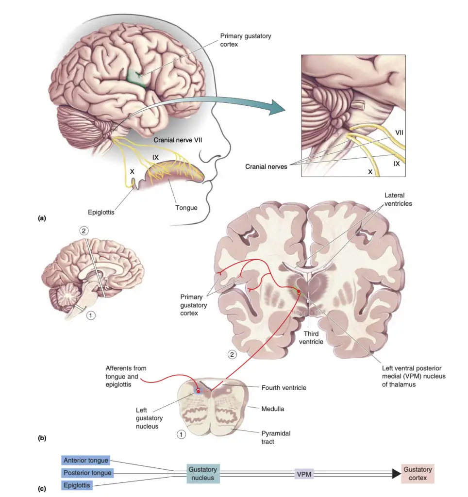 Central taste pathways