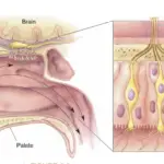 The location and structure of the olfactory epithelium.