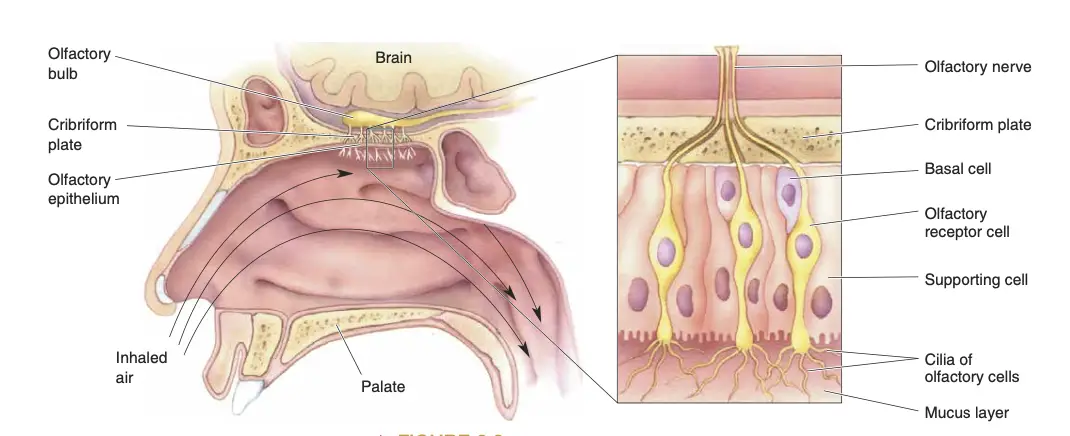 The location and structure of the olfactory epithelium.