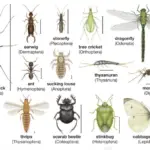 Classification of insects