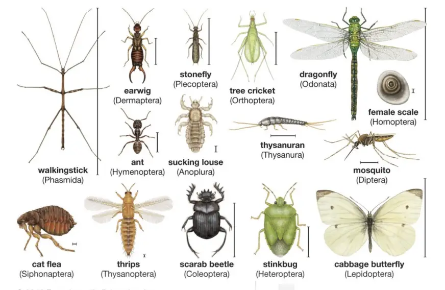 Classification of insects