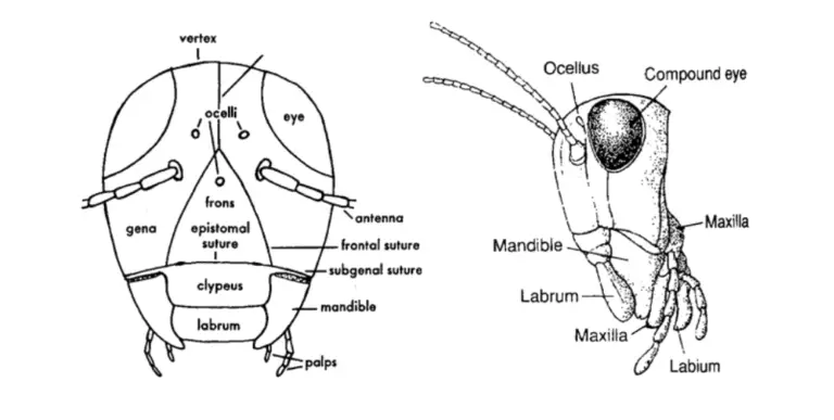 external-morphology-of-insects-head-eyes-antennae-mouth-parts