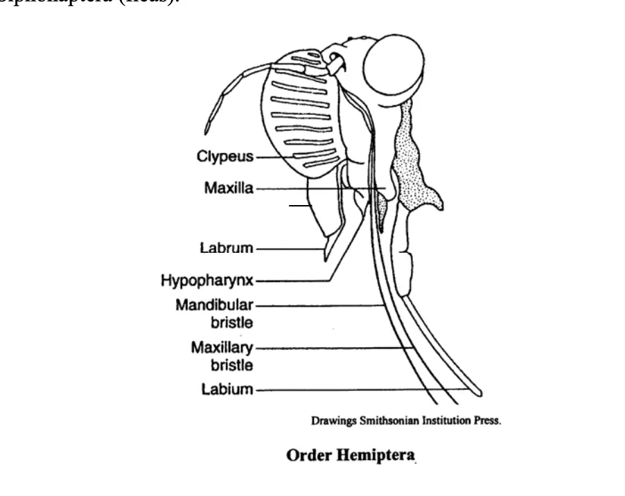 Mouth parts