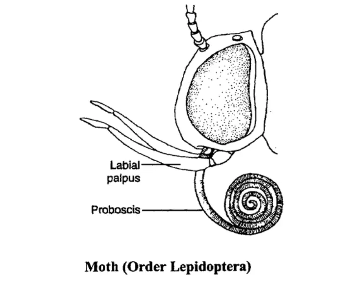 Mouth parts