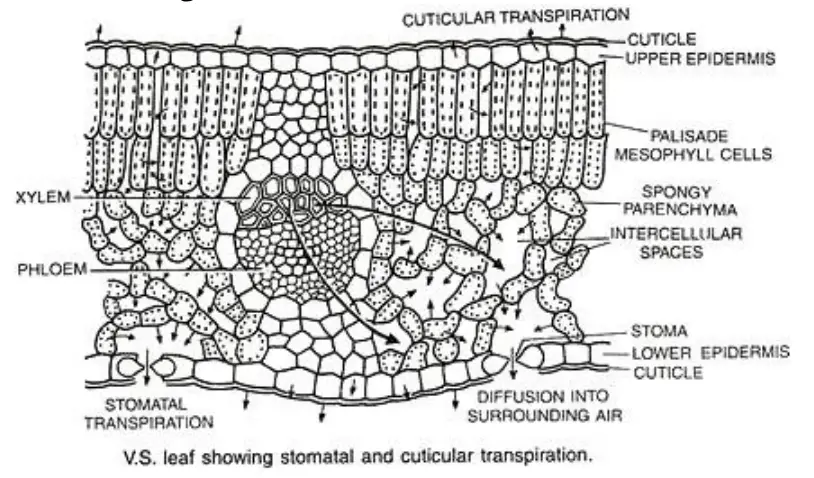 Types of Transpiration