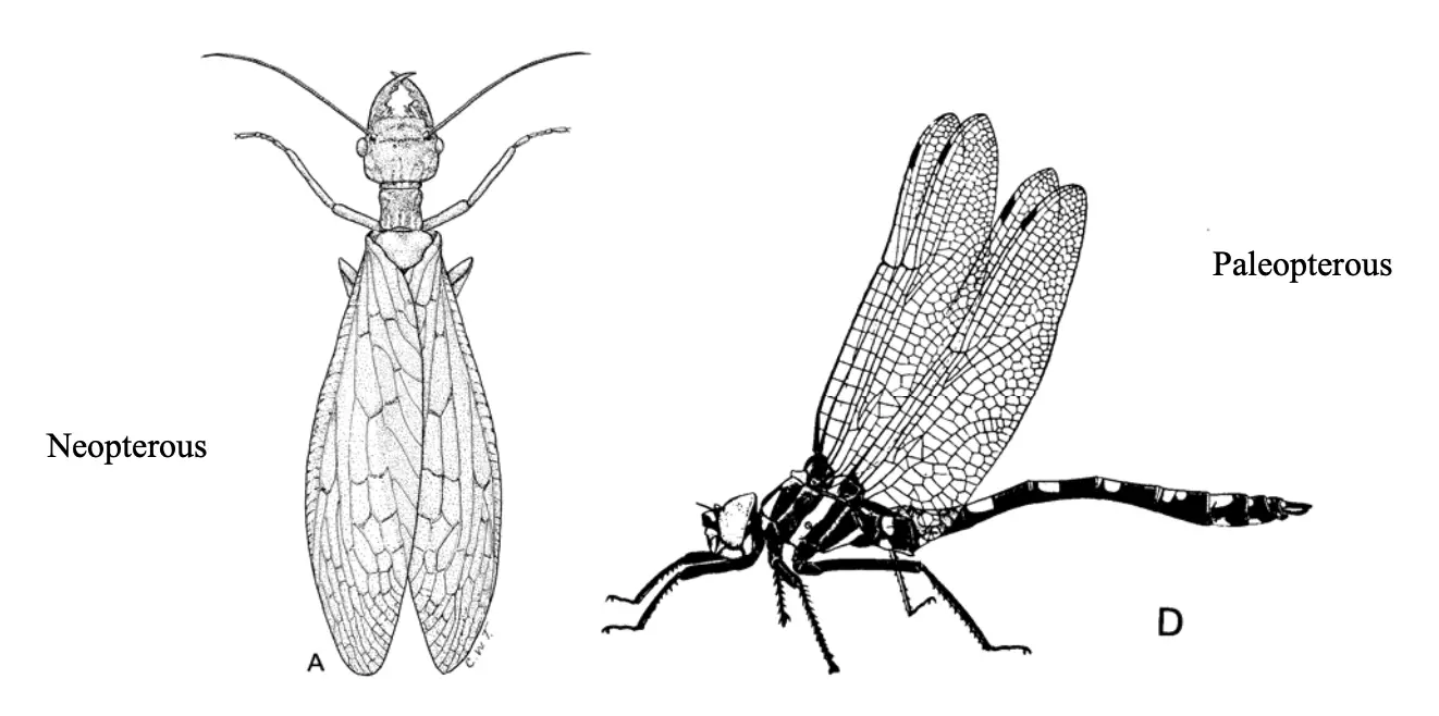 external-morphology-of-insects-head-eyes-antennae-mouth-parts