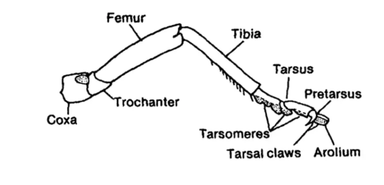 external-morphology-of-insects-head-eyes-antennae-mouth-parts