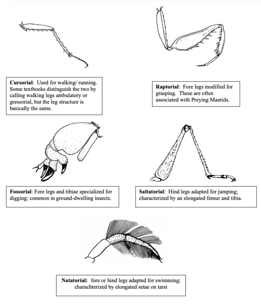 LEG TYPES AND FUNCTION 