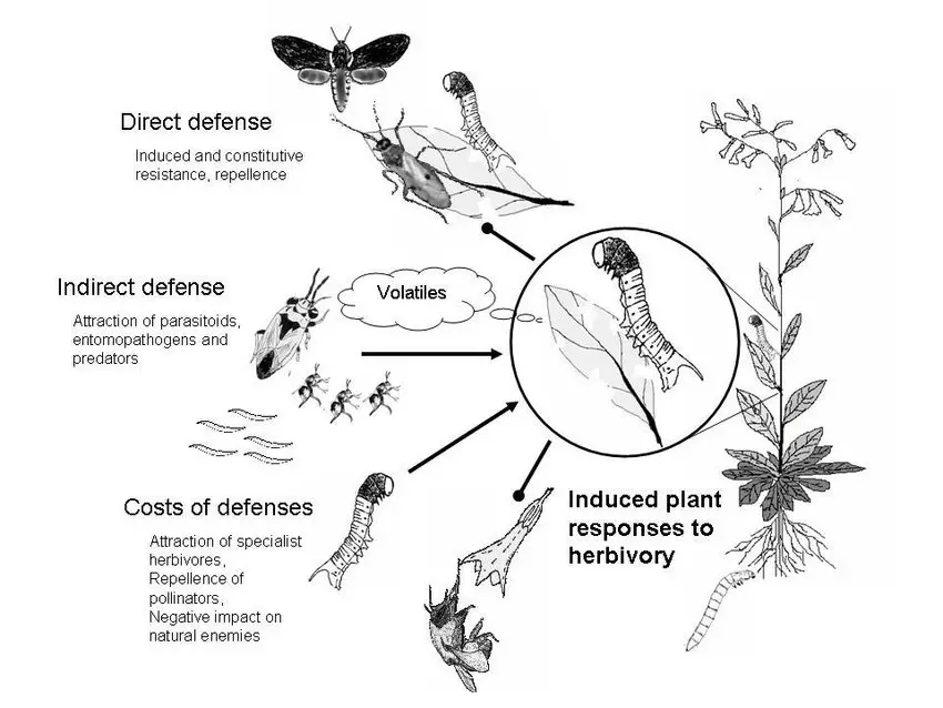 The arena of plant-insect interactions. Induced plant responses and their
