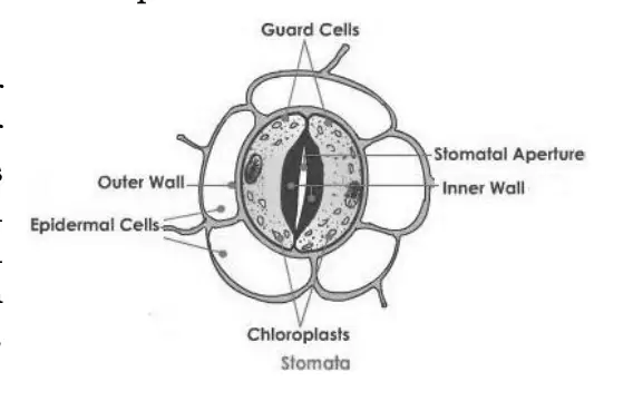 Stomatal Apparatus