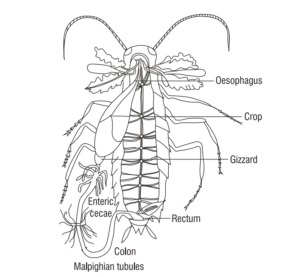 Digestive System of insects - Structure, functions - Biology Notes Online