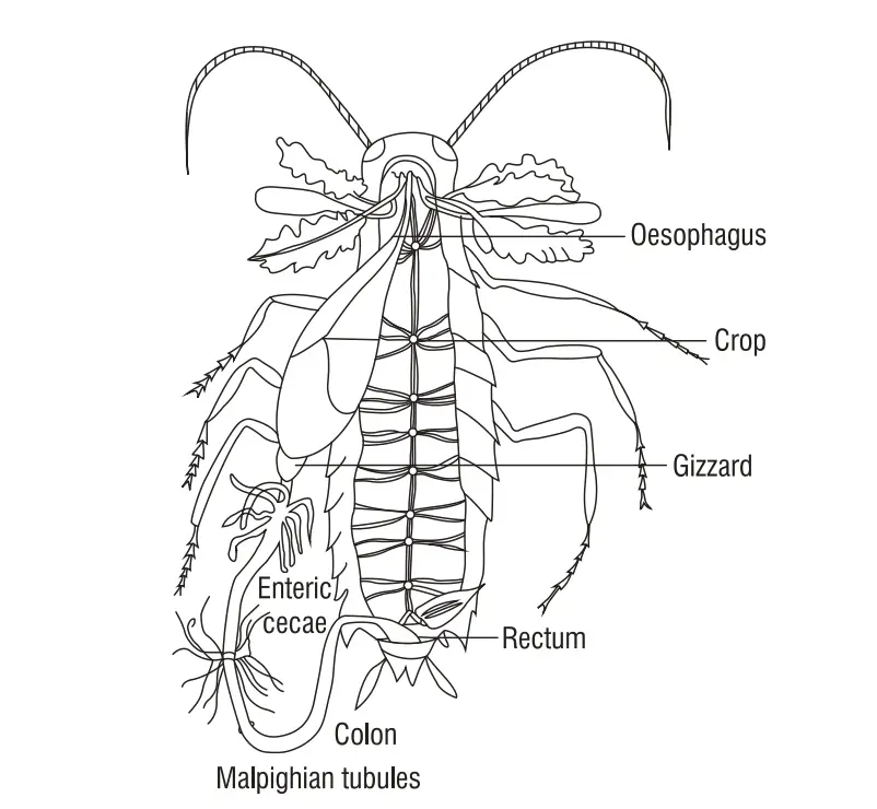 Digestive Systems of Cockroach