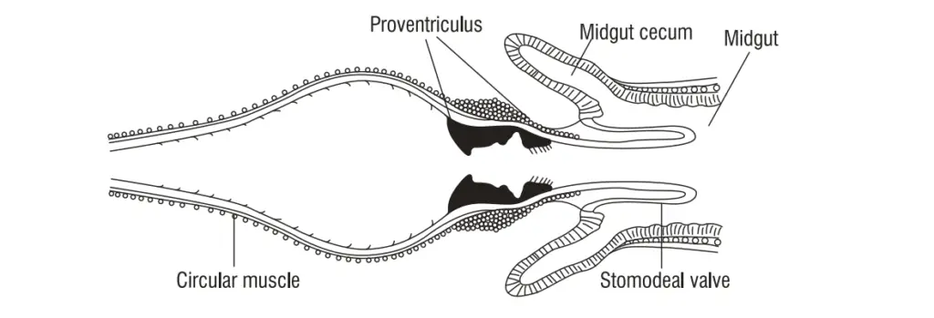 Proventriculus (Foregut)