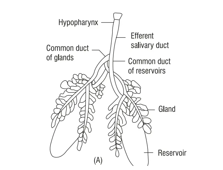 Salivary glands of Cockroach.