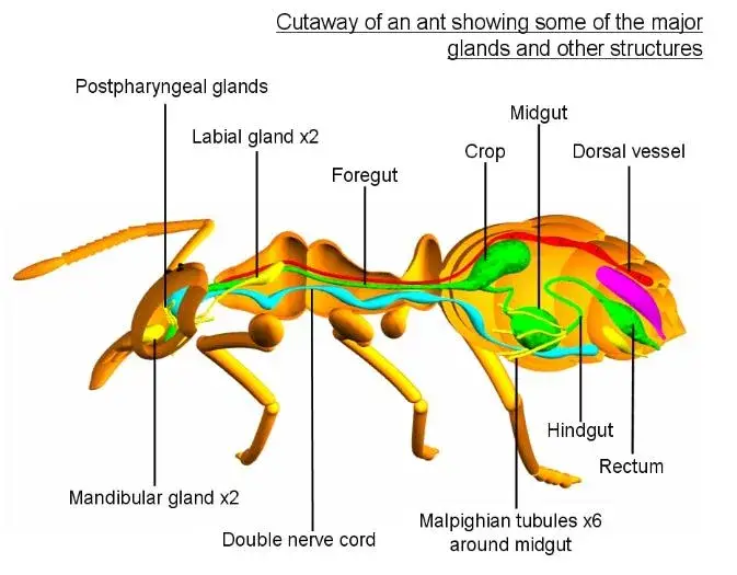 Insect Excretory System