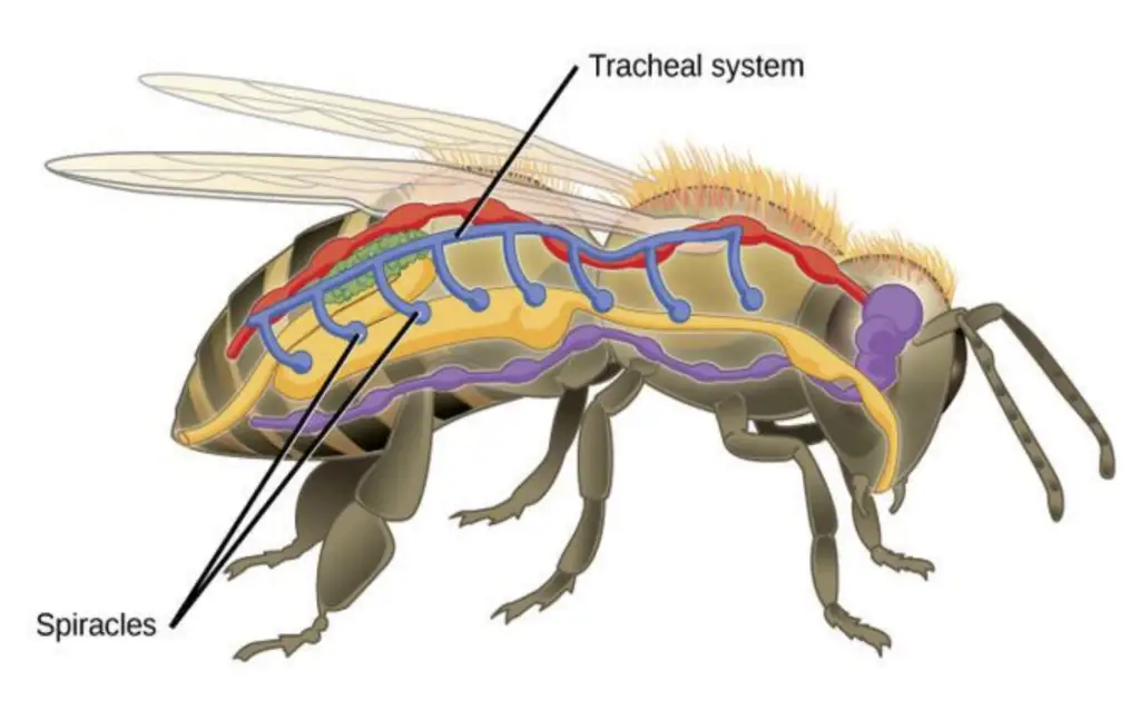 Insect Respiratory System - Structure and functions