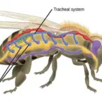 Insect Respiratory System - Structure and functions