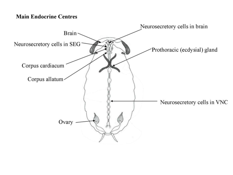 Insect endocrine system Structure and Functions Biology Notes Online