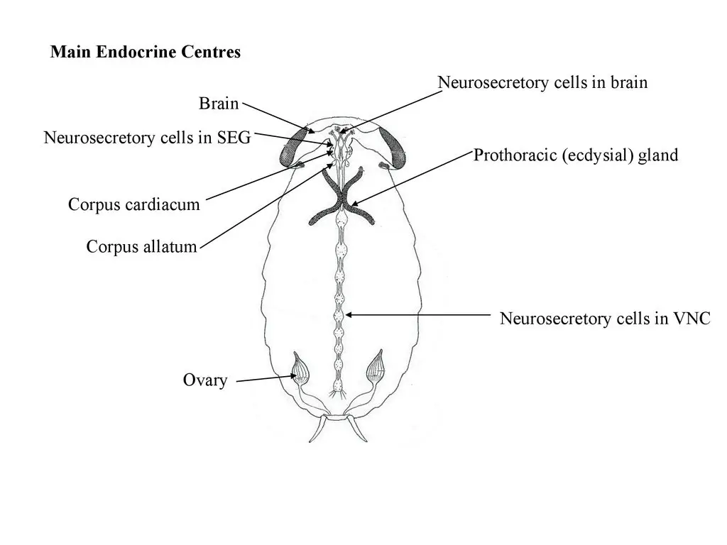 Insect endocrine system