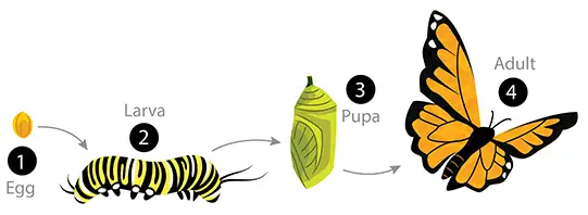 Metamorphosis in Insect