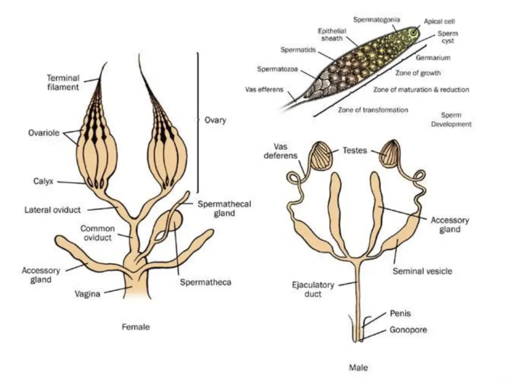 Reproductive System in Insects