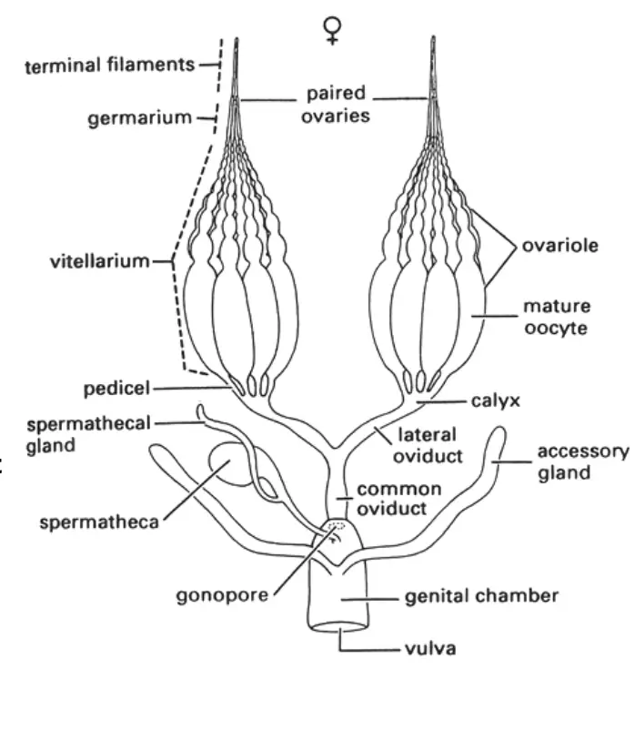 Female reproductive system in insects